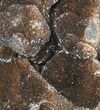 Septarian Dragon Egg Geode - Sparkly Black Crystals #81351-3
